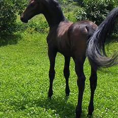 Anglo Araber (AA) Prince II