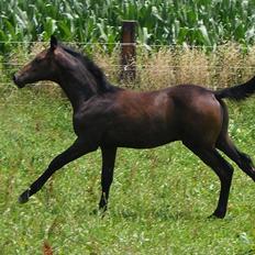 Anglo Araber (AA) Prince II