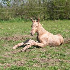 Palomino Romeo´s Lamborghini