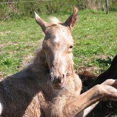 Palomino Romeo´s Lamborghini