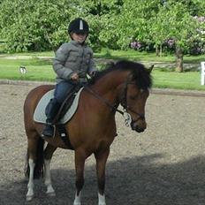 Anden særlig race Felix