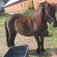 Shetlænder Beauty