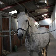 Anden særlig race Jock