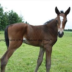Anden særlig race Flying Amarni