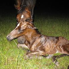 Anden særlig race Flying Amarni