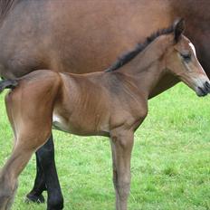 Anden særlig race Flying Amarni