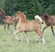 Welsh Cob (sec D) Brynithon Royal Commander