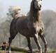 Arabisk fuldblod (OX) Tamira
