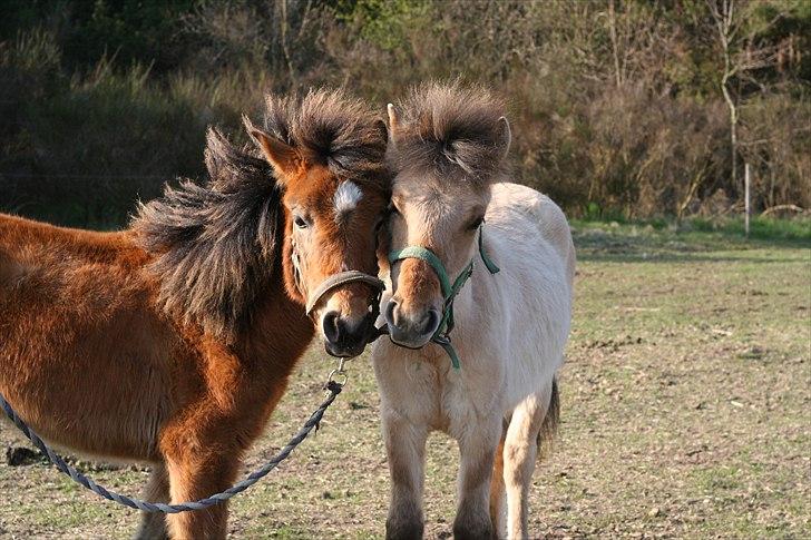 Anden særlig race Bella-Luna - Søsken kærlighed <3 sååårh sødt billede 13