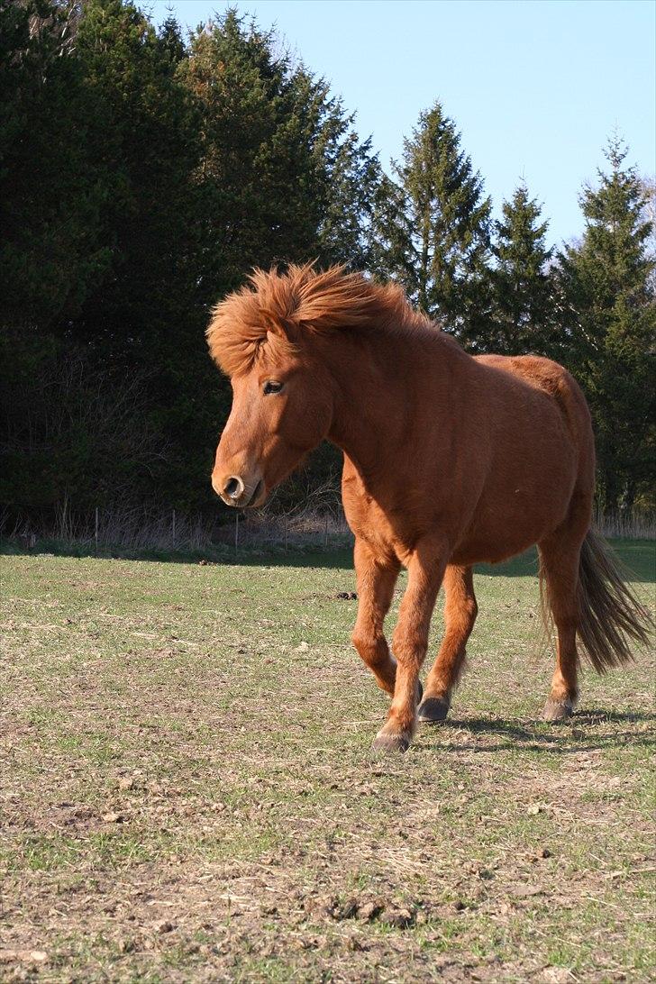 Islænder Feykir - Feykir i sommer solen * billede 17