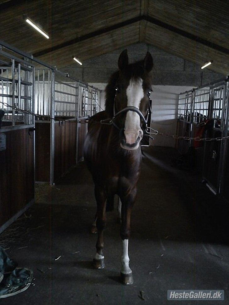 DSP Sønderlunds Asanti B-pony R.I.P - klar til start <3 <3 billede 11