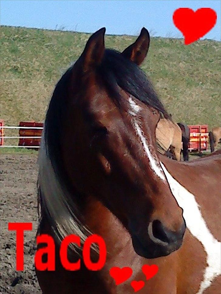 Anden særlig race Taco (argo) (solgt) savner billede 1
