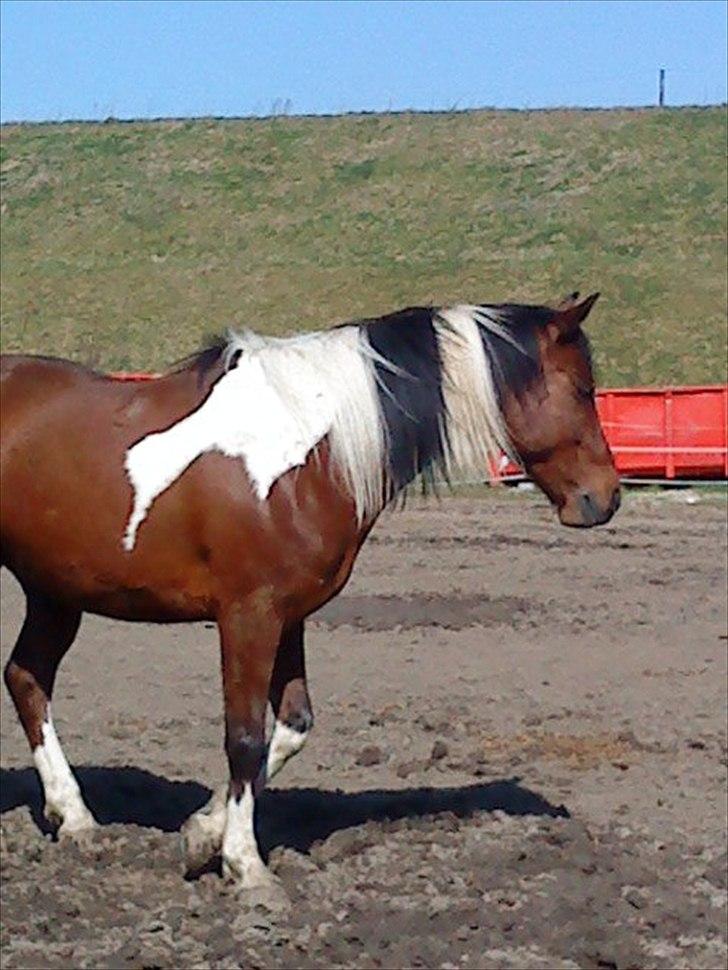 Anden særlig race Taco (argo) (solgt) savner billede 2