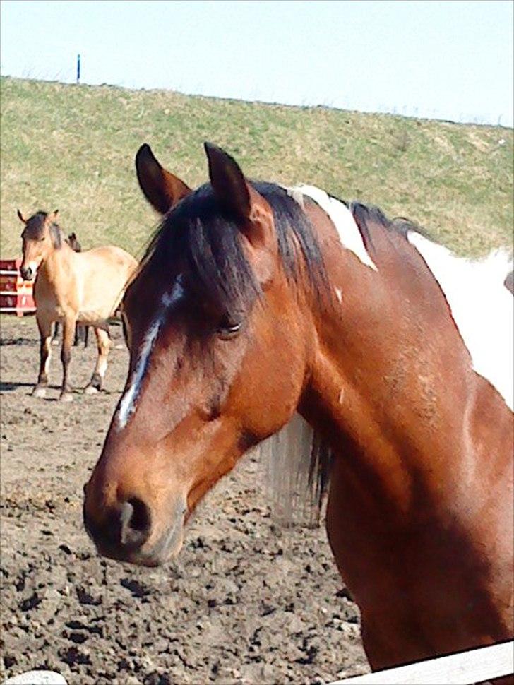 Anden særlig race Taco (argo) (solgt)  billede 3