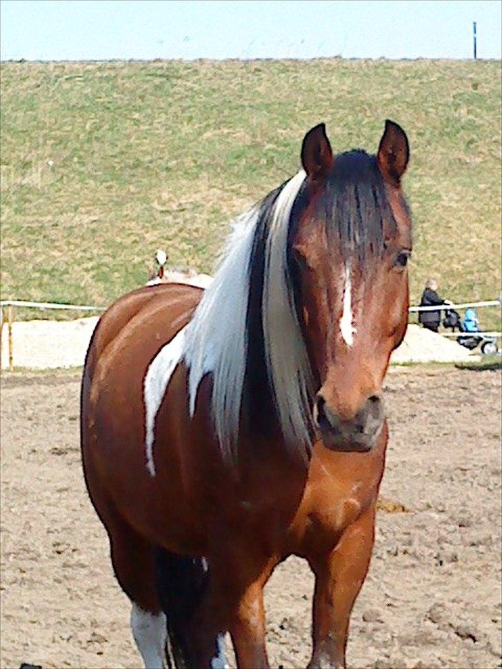 Anden særlig race Taco (argo) (solgt)  billede 5