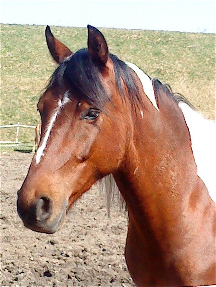 Anden særlig race Taco (argo) (solgt)  billede 7