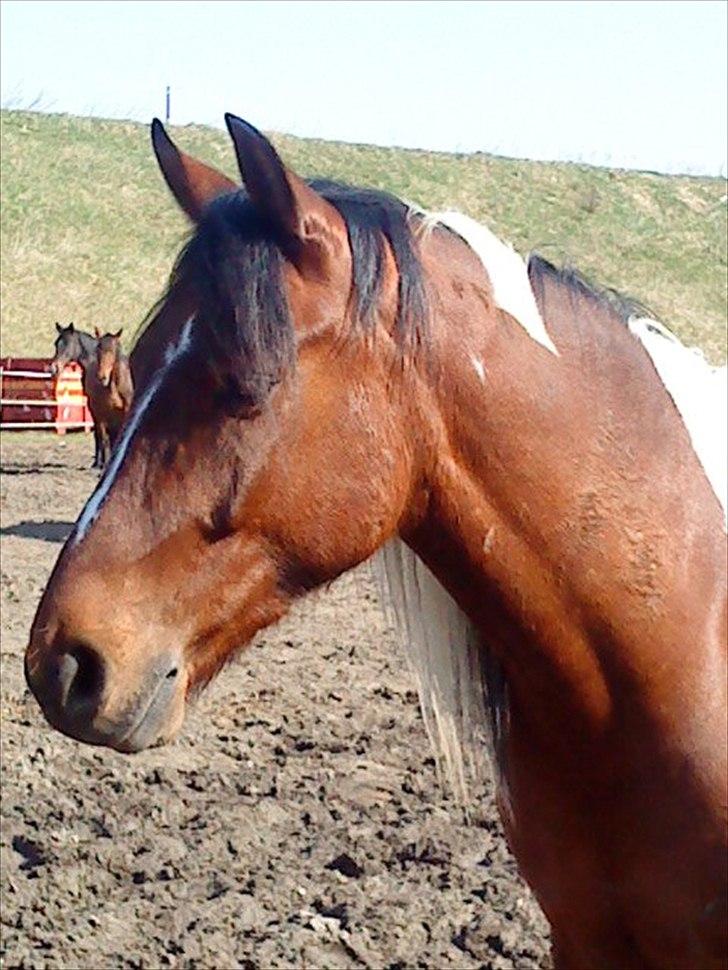 Anden særlig race Taco (argo) (solgt)  billede 8