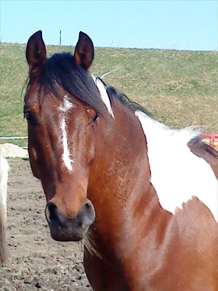 Anden særlig race Taco (argo) (solgt)  billede 9