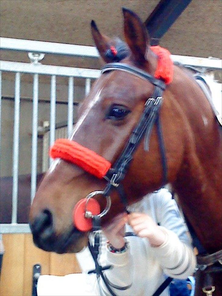 Anden særlig race Taco (argo) (solgt)  billede 11