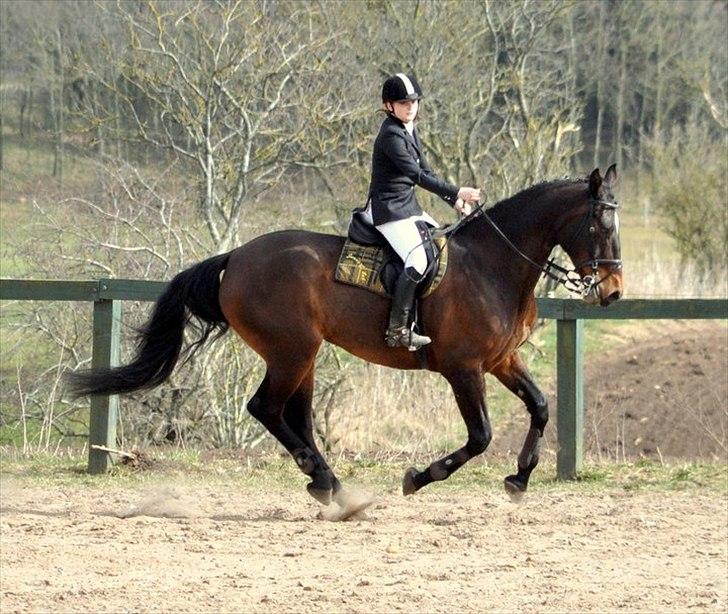 Anden særlig race Spangbogaards Felix [Redet] - LC 10/4 2011 Foto: Stine Ravn billede 6