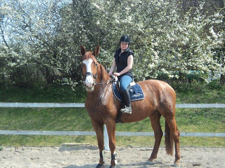 Dansk Varmblod Rosa - velkommen til Rosas profil ;-) billede 2