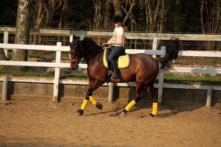 Holstener A Little Lady  - Fuld galop, april 2011 billede 6