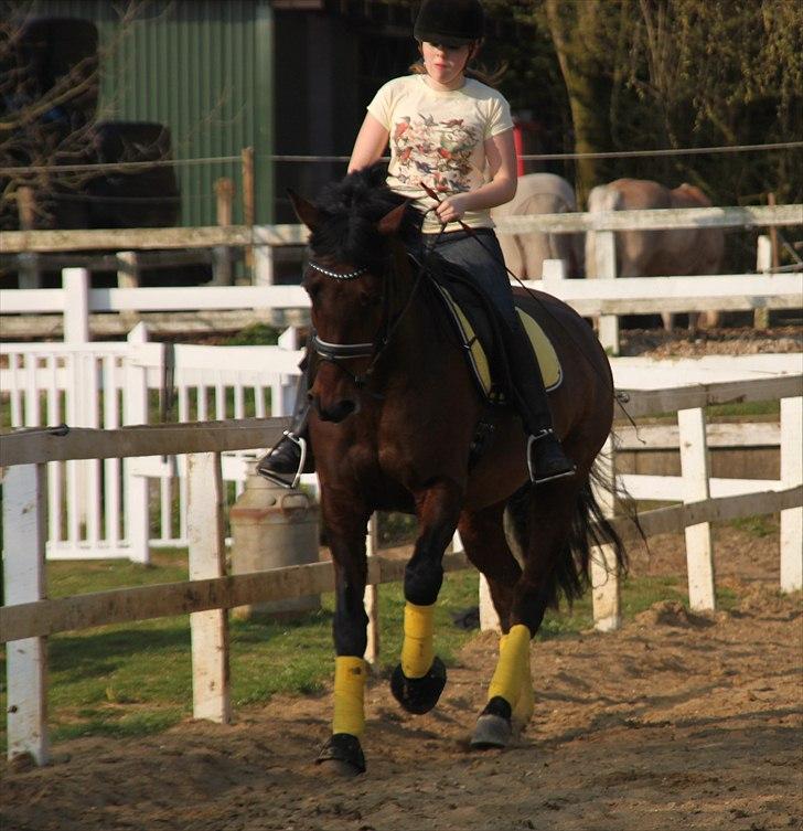 Holstener A Little Lady  - Fuld galop, april 2011 billede 8