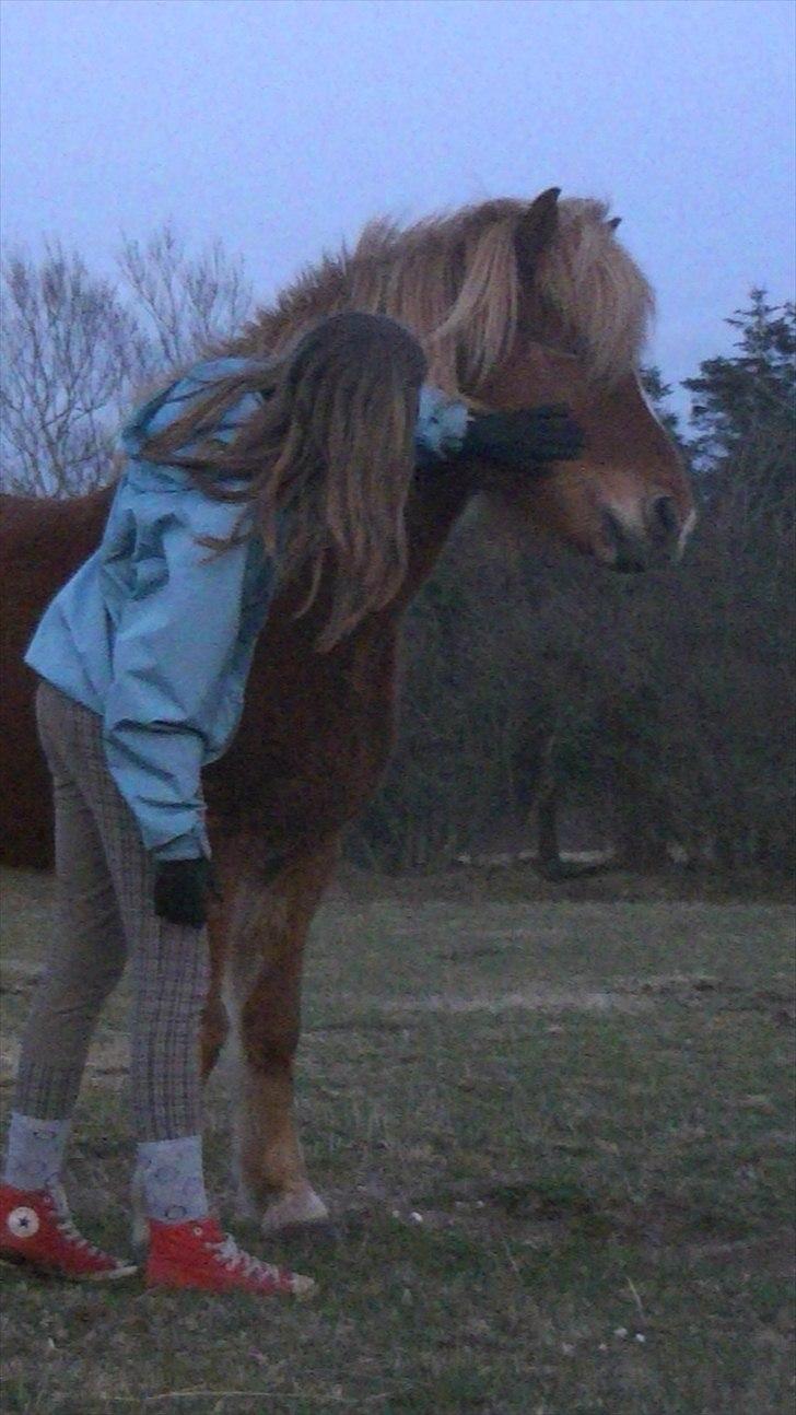 Islænder Faxi  - Faxi og Anne-Sofie<3 Foto: Miig billede 12