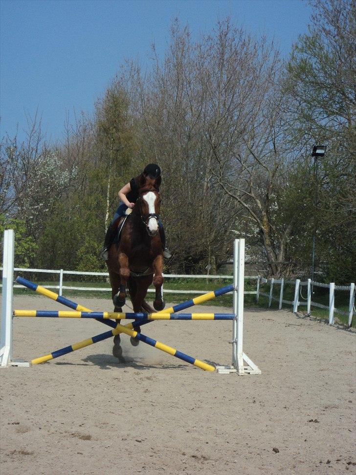 Dansk Varmblod Rosa - 2 gang hun springer med rytter billede 9