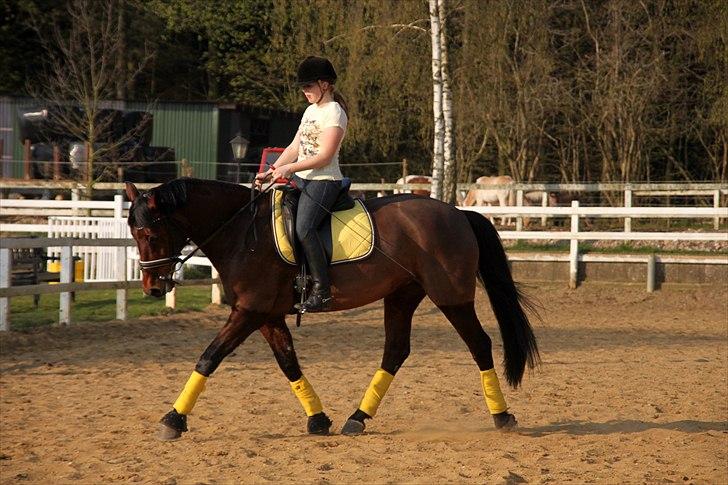 Holstener A Little Lady  - Trav, april 2011. billede 14