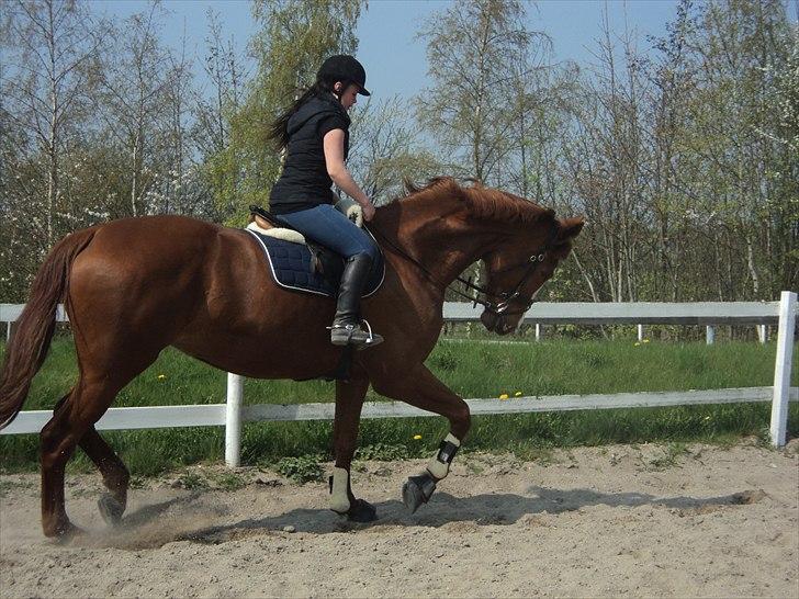 Dansk Varmblod Rosa billede 10