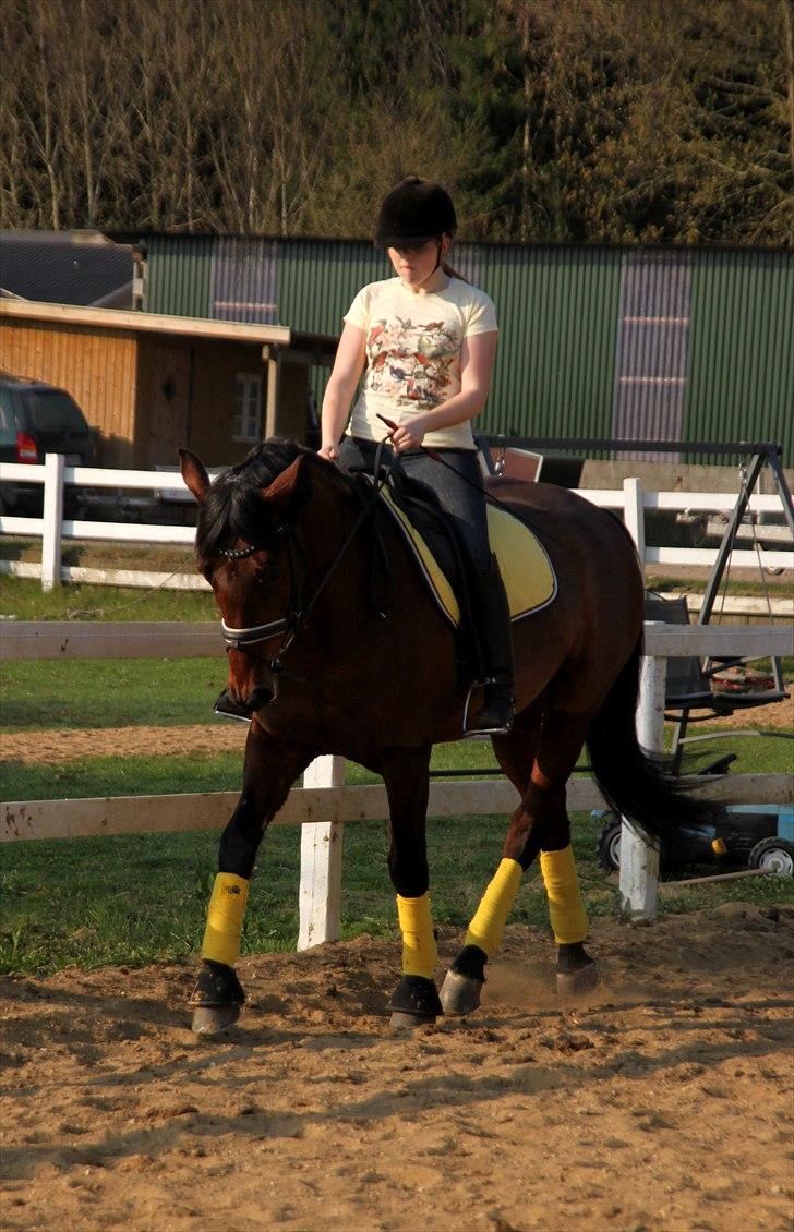Holstener A Little Lady  - Trav, april 2011. billede 15