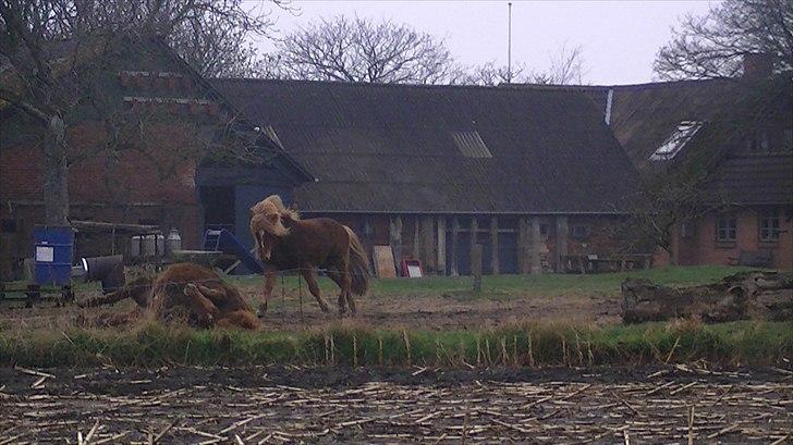 Islænder Faxi  - Lækker  hest i en lækker trav<3 Foto: Anne-Sofie billede 13