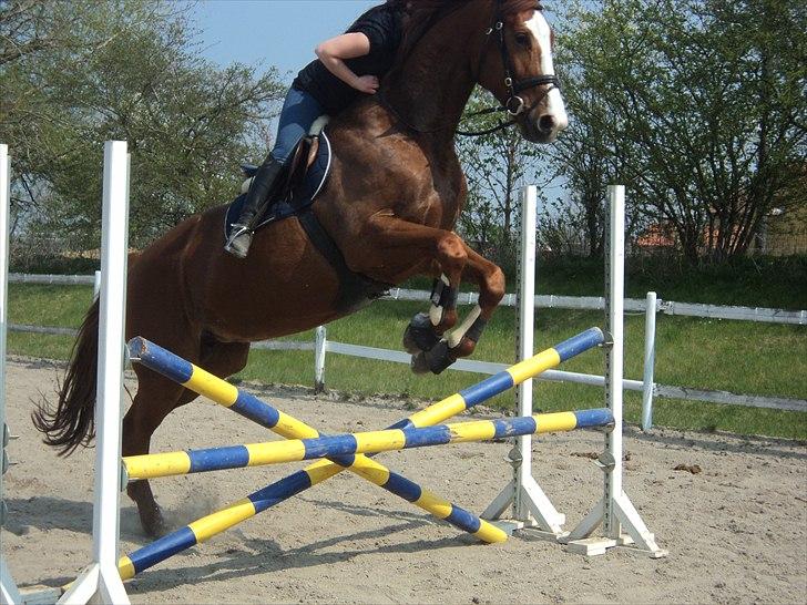 Dansk Varmblod Rosa - 2 gang hun springer med rytter billede 11