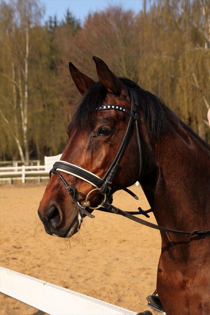 Holstener A Little Lady  - Uhh, spændende ting derovre;) billede 17