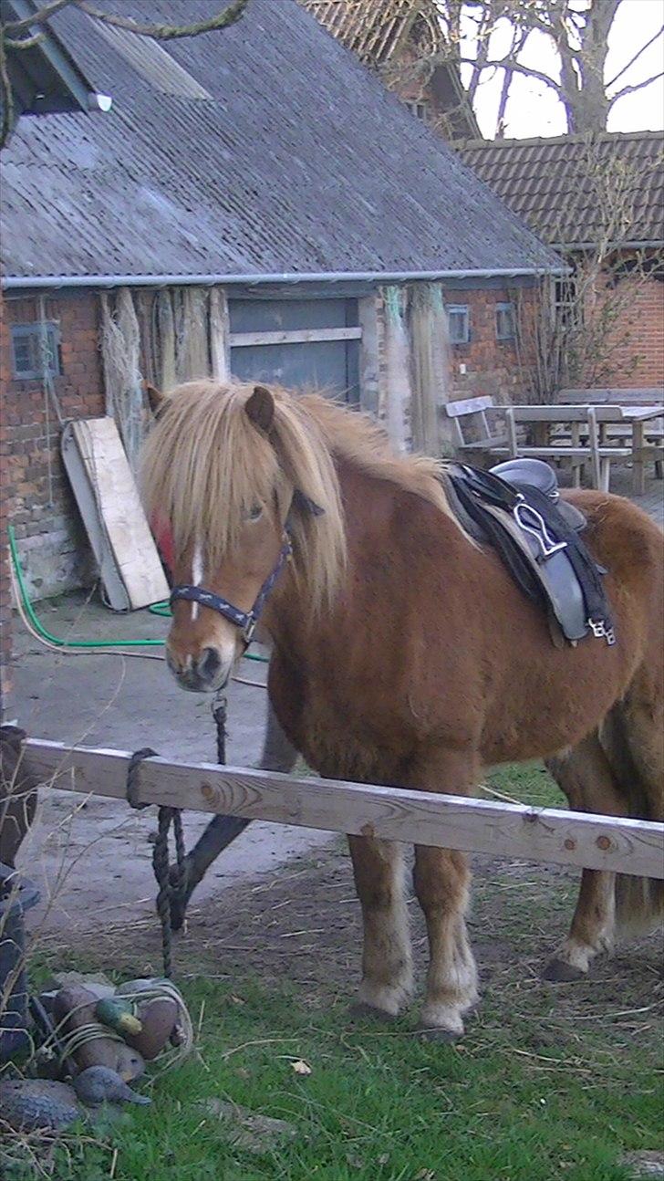 Islænder Faxi  - Faxi klar til tur<3 bundet i haven<3 Foto: Miig<3 billede 14