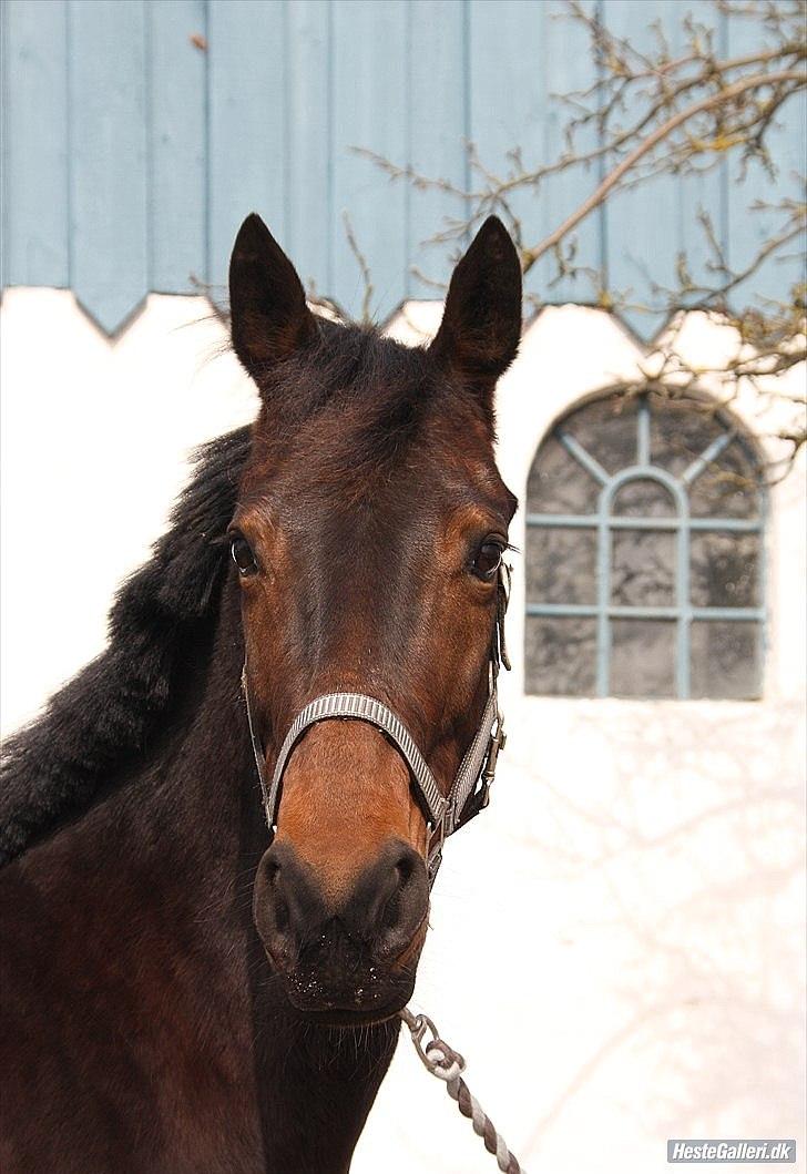 Traver migaya (solgt) billede 1