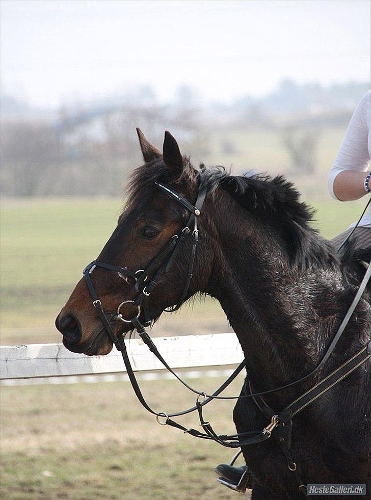 Traver migaya (solgt) billede 2