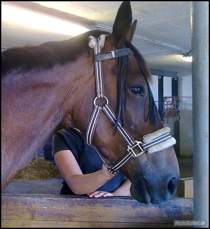 Traver migaya (solgt) billede 3