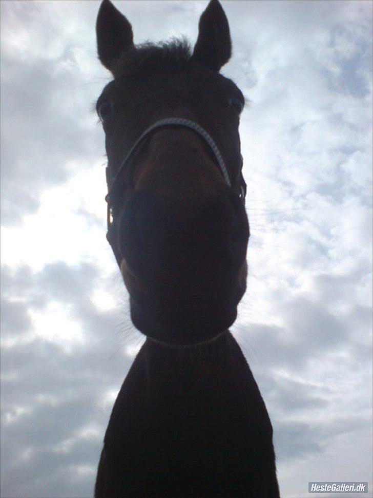 Traver migaya (solgt) billede 5