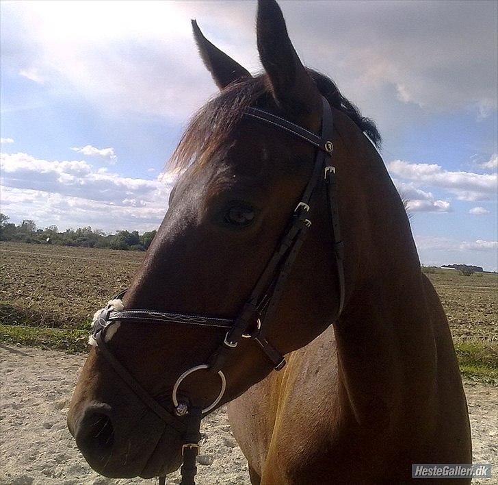 Traver migaya (solgt) billede 6