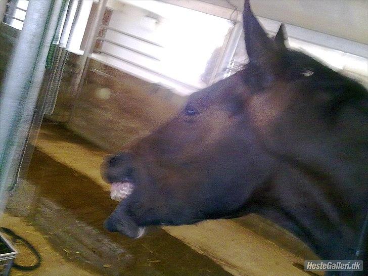 Traver migaya (solgt) billede 7