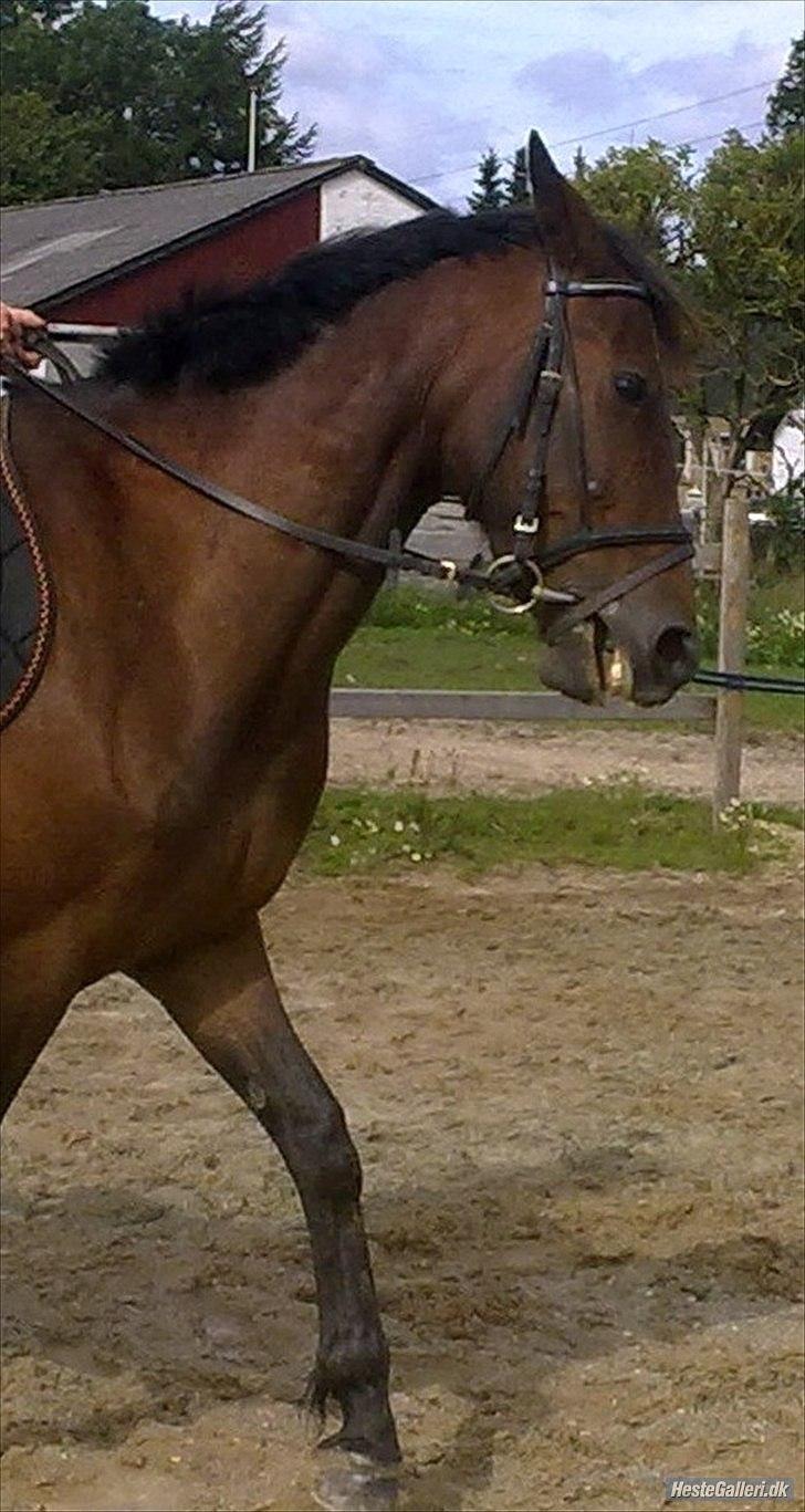 Traver migaya (solgt) billede 8