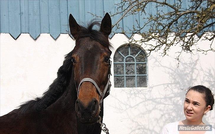 Traver migaya (solgt) billede 9