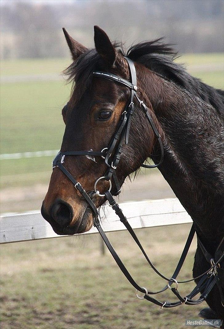 Traver migaya (solgt) billede 10