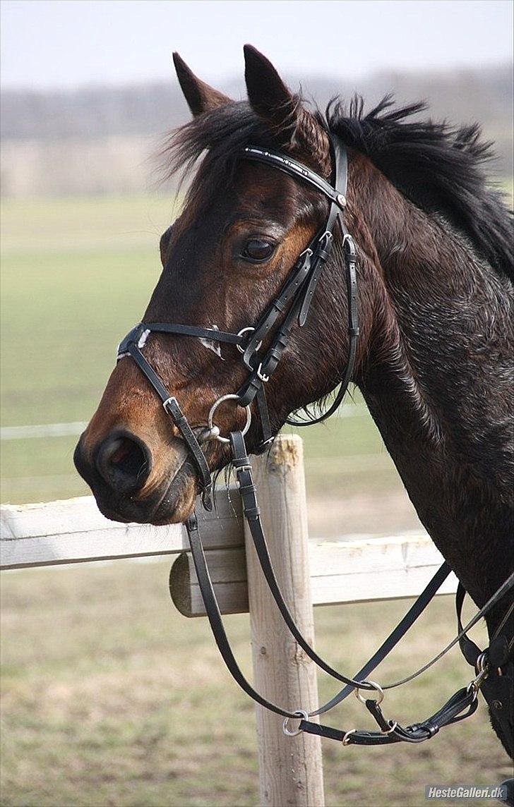 Traver migaya (solgt) billede 11