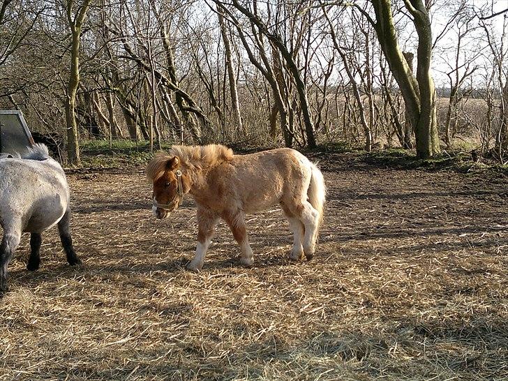 Anden særlig race benny  billede 9