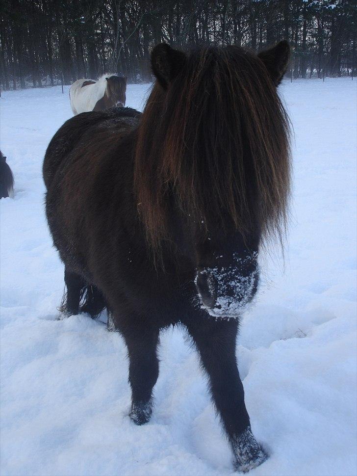 Islænder Pia fra fristup - du ved godt at her er lidt kolt med så meget sne....... billede 9