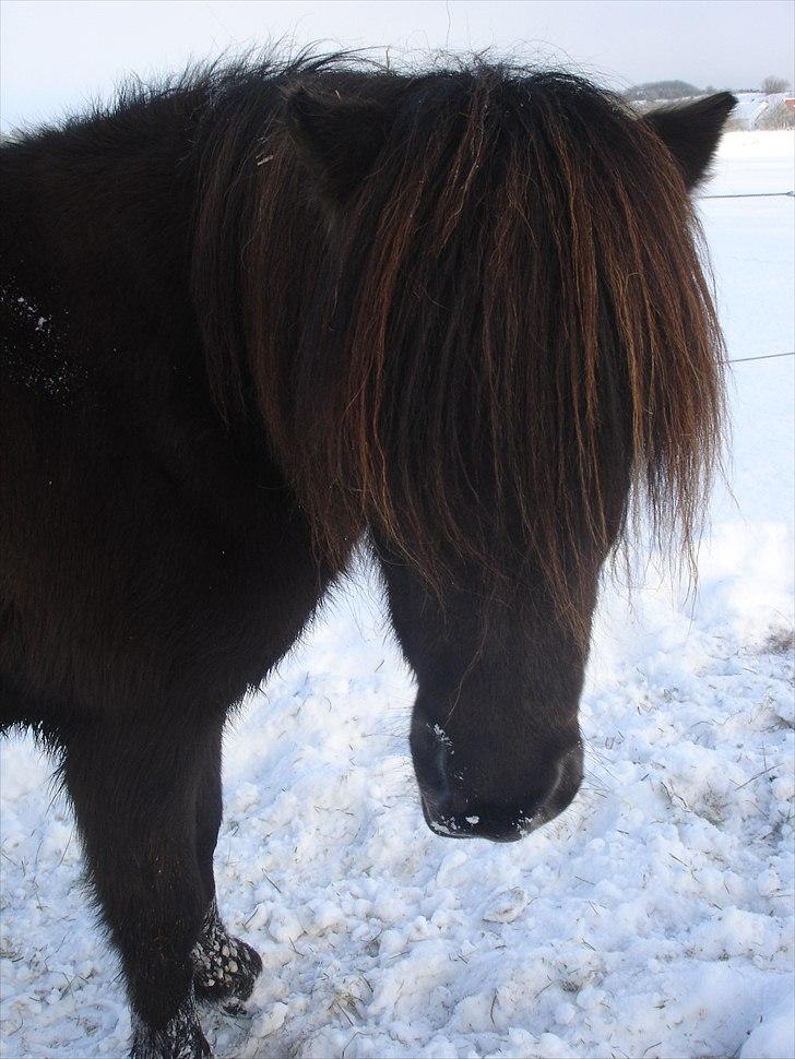 Islænder Pia fra fristup billede 10