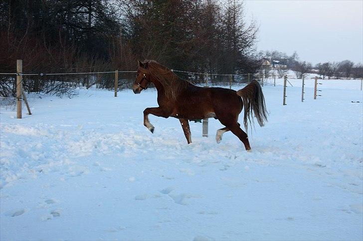 Mustang Stormy billede 6